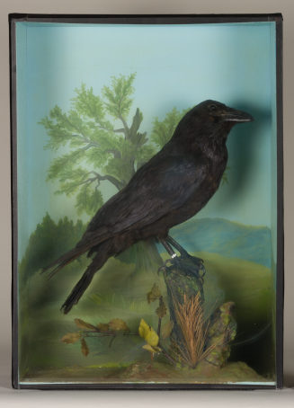 Diorama: Kolkrabe