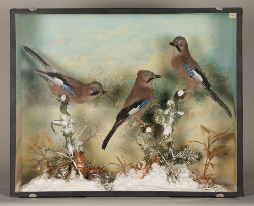 Dr. Peter Frey (Urheber*in), Diorama: Eichelhäher, Eichelhäher, Eichelhäher, 1890–1952