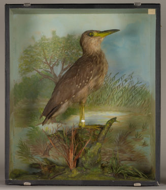 Diorama: Nachtreiher