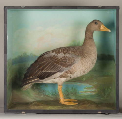 Dr. Peter Frey (Urheber*in), Diorama: Graugans, 1890–1952