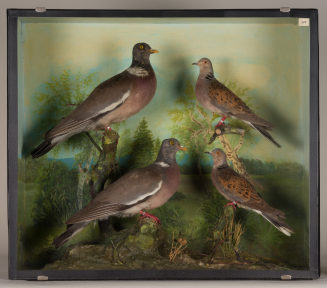 Diorama: Ringeltaube, Ringeltaube, Turteltaube, Turteltaube