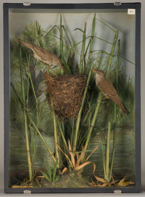 Dr. Peter Frey (Urheber*in), Diorama: Drosselrohrsänger, Drosselrohrsänger, Nest, 1890–1952