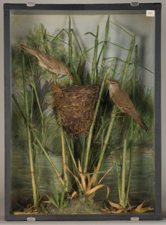 Diorama: Drosselrohrsänger, Drosselrohrsänger, Nest