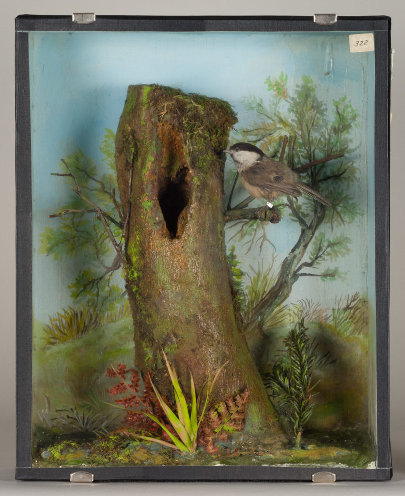 Diorama: Weidenmeise, Weidenmeise