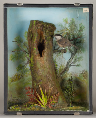 Diorama: Weidenmeise, Weidenmeise