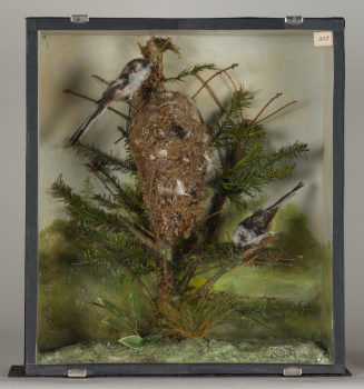 Diorama: Schwanzmeise, Schwanzmeise, Schwanzmeise