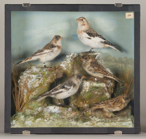 Dr. Peter Frey (Urheber*in), Diorama: Schneeammer, Schneeammer, Schneeammer, Sporenammer, Sporenammer, 1890–1952