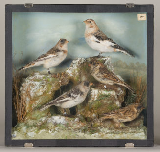 Diorama: Schneeammer, Schneeammer, Schneeammer, Sporenammer, Sporenammer