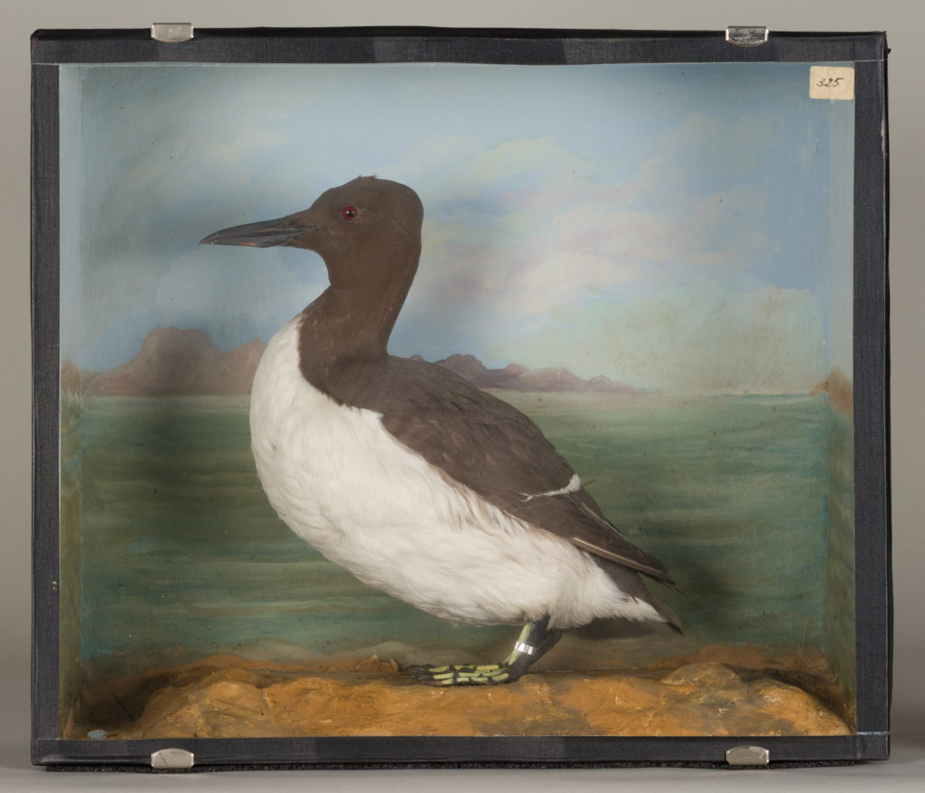 Diorama: Trottellumme