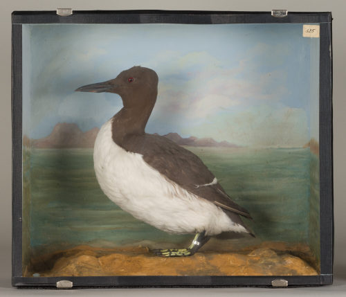 Dr. Peter Frey (Urheber*in), Diorama: Trottellumme, 1890–1952