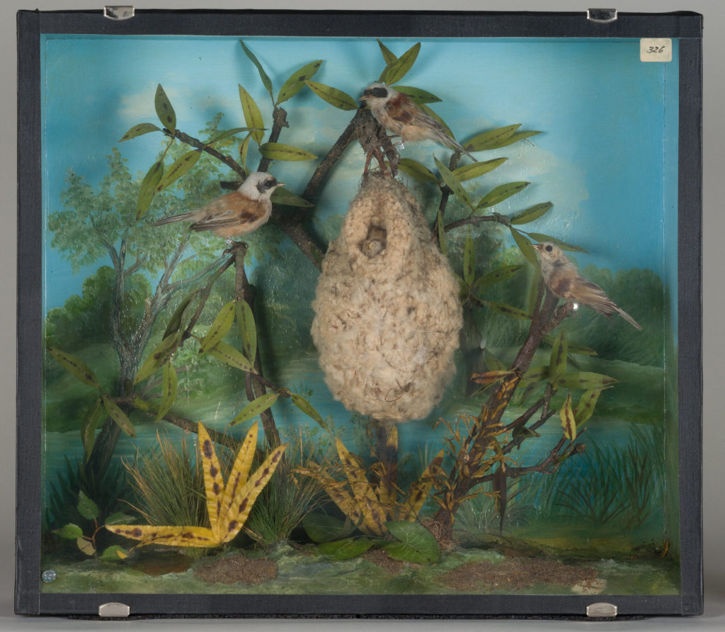 Diorama: Beutelmeise, Beutelmeise, Beutelmeise, Beutelmeise