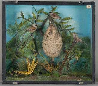 Diorama: Beutelmeise, Beutelmeise, Beutelmeise, Beutelmeise