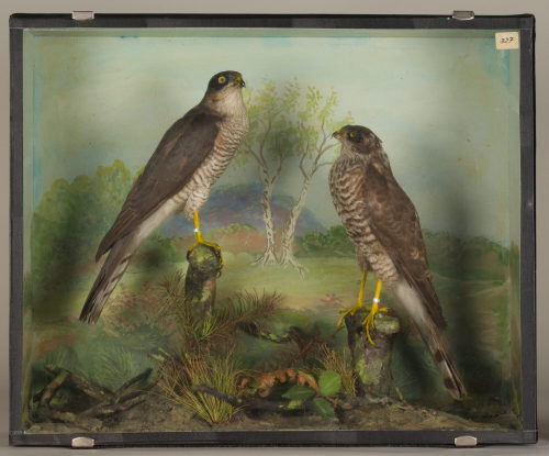 Dr. Peter Frey (Urheber*in), Diorama: Sperber, Sperber, 1890–1952