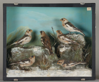 Diorama: Schneeammer, Schneeammer, Schneeammer, Schneeammer, Schneeammer, Schneeammer
