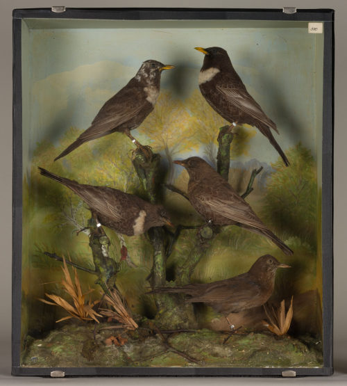 Dr. Peter Frey (Urheber*in), Diorama: Ringdrossel, Ringdrossel, Ringdrossel, Ringdrossel, Amsel, 1890–1952