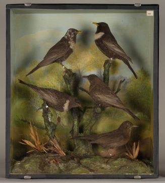 Diorama: Ringdrossel, Ringdrossel, Ringdrossel, Ringdrossel, Amsel
