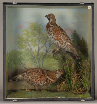 Diorama: Haselhuhn, Haselhuhn