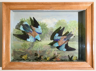 Diorama: Blauracke, Blauracke