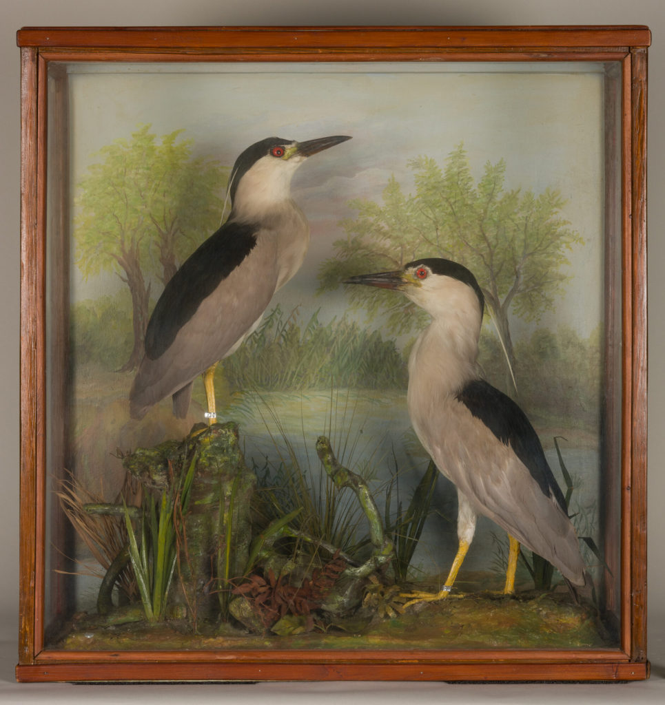 Diorama: Nachtreiher, Nachtreiher