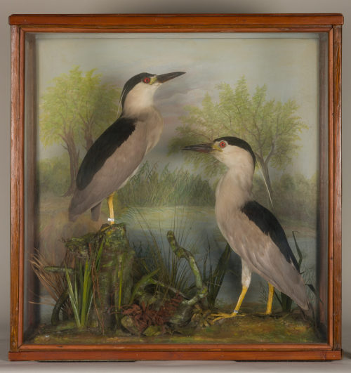 Dr. Peter Frey (Urheber*in), Diorama: Nachtreiher, Nachtreiher, 1890–1952