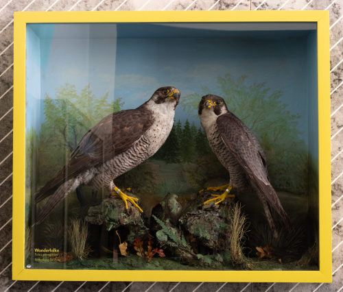 Dr. Peter Frey (Urheber*in), Diorama: Wanderfalke, Wanderfalke, 1890–1952