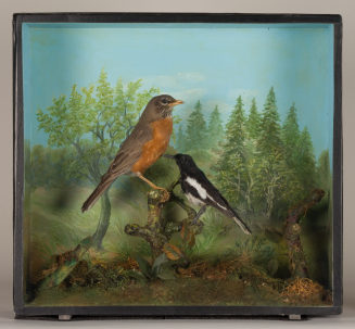 Diorama: Wanderdrossel, Mindanao-Drossel