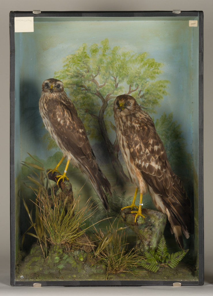 Diorama: Kornweihe, Wiesenweihe