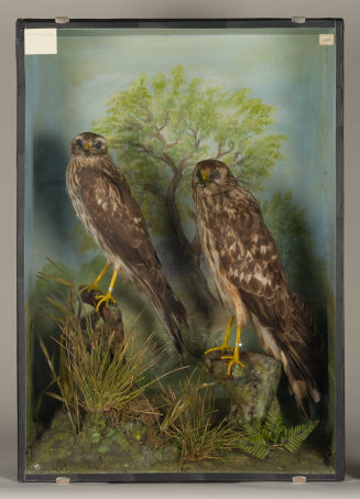 Diorama: Kornweihe, Wiesenweihe