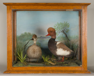 Diorama: Kolbenente, Kolbenente