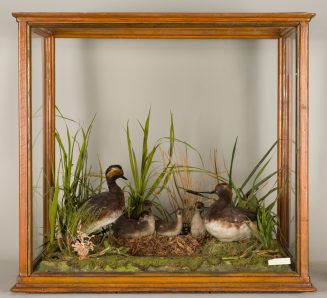 Diorama: Schwarzhalstaucher, Schwarzhalstaucher, Schwarzhalstaucher
