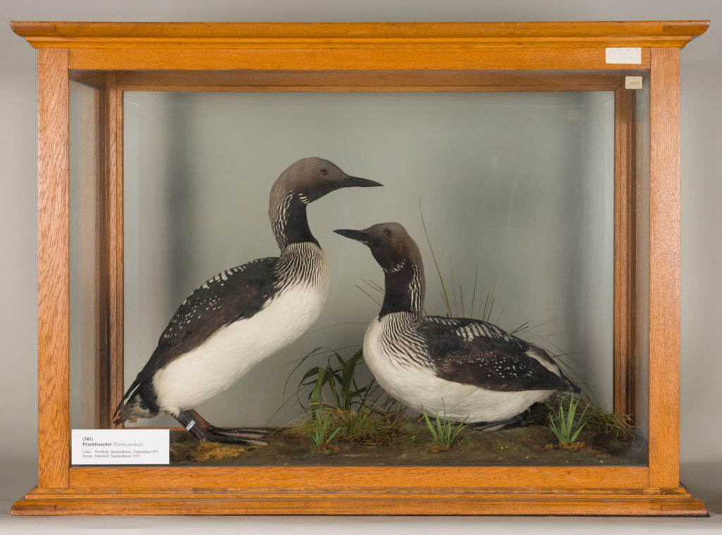 Diorama: Prachttaucher, Prachttaucher