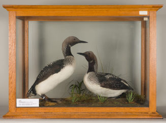 Diorama: Prachttaucher, Prachttaucher