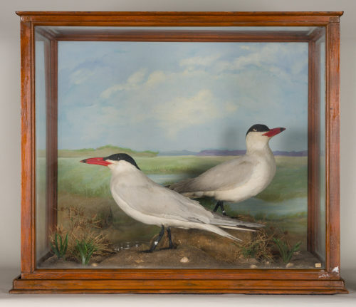 Dr. Peter Frey (Urheber*in), Diorama: Raubseeschwalbe, Raubseeschwalbe, 1890–1952