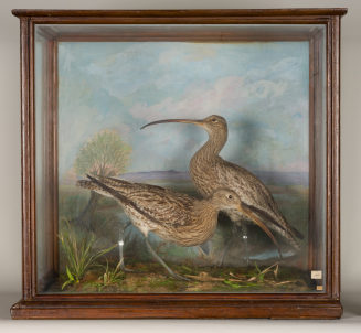 Diorama: Großer Brachvogel, Großer Brachvogel