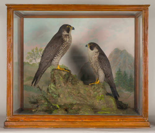 Dr. Peter Frey (Urheber*in), Diorama: Wanderfalke, Wanderfalke, 1890–1952