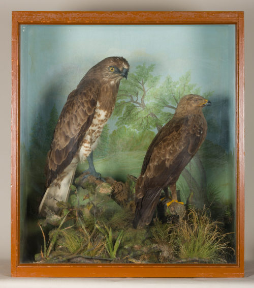 Dr. Peter Frey (Urheber*in), Diorama: Schreiadler, Schlangenadler, 1890–1952