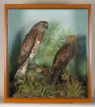 Diorama: Schreiadler, Schlangenadler