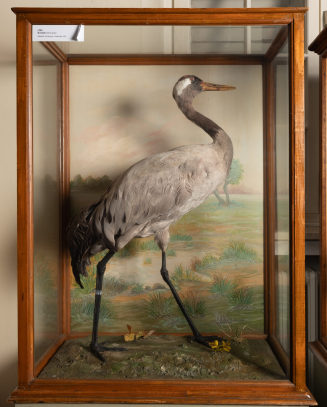Diorama: Kranich