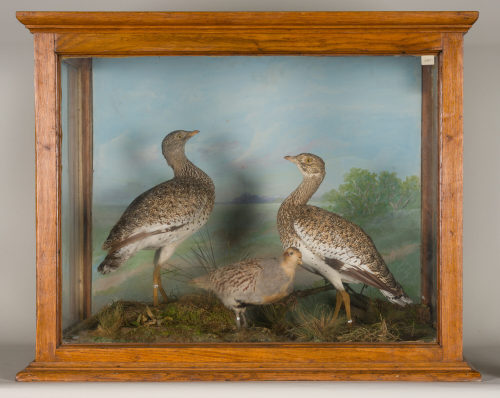 Dr. Peter Frey (Urheber*in), Diorama: Zwergtrappe, Zwergtrappe, Bart-Rebhuhn, 1890–1952