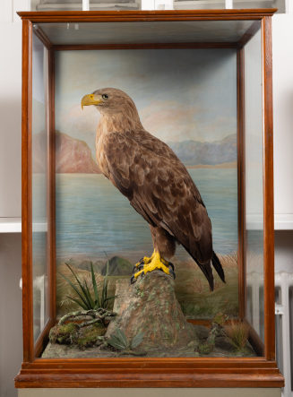 Diorama: Seeadler
