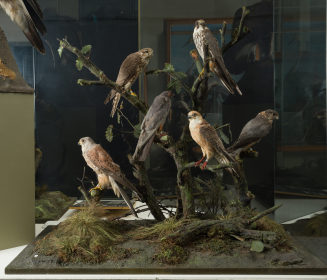 Diorama: Merlin, Merlin, Baumfalke, Turmfalke, Rotfußfalke, Rotfußfalke