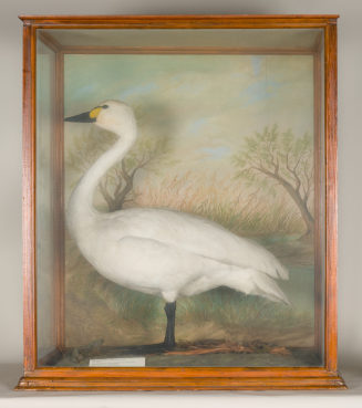 Diorama: Zwergschwan