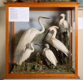Diorama: Silberreiher, Seidenreiher, Seidenreiher, Seidenreiher, Löffler
