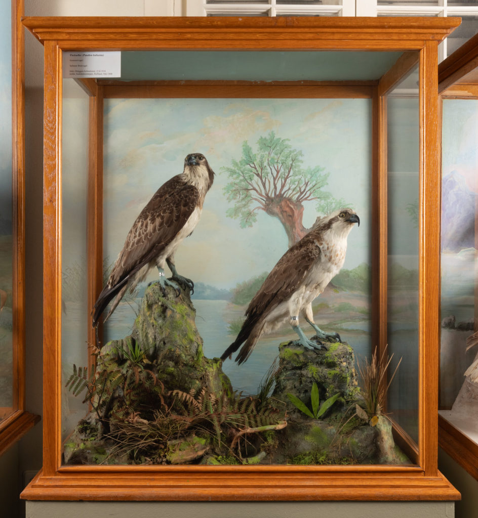 Diorama: Fischadler, Fischadler