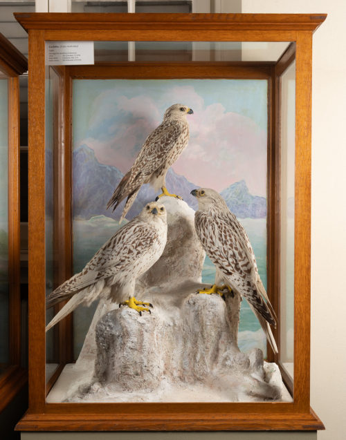 Dr. Peter Frey (Urheber*in), Diorama: Gerfalke, Gerfalke, Gerfalke, 1890–1952