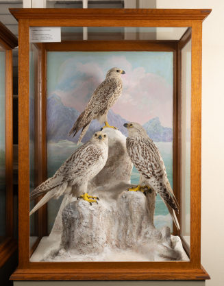 Diorama: Gerfalke, Gerfalke, Gerfalke