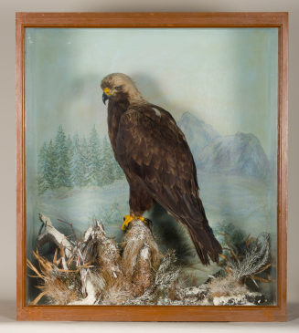 Diorama: Kaiseradler