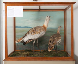 Diorama: Großtrappe, Großtrappe
