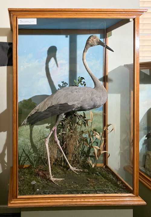 Dr. Peter Frey (Urheber*in), Diorama: Saruskranich, 1890–1952