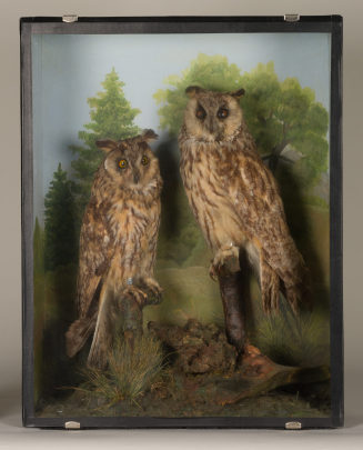 Diorama: Waldohreule, Waldohreule